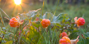 Talenom_tilitoimisto_muurame_kirjanpitotoimisto