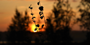 Talenom_tilitoimisto_kirjanpitotoimisto_saarijärvi